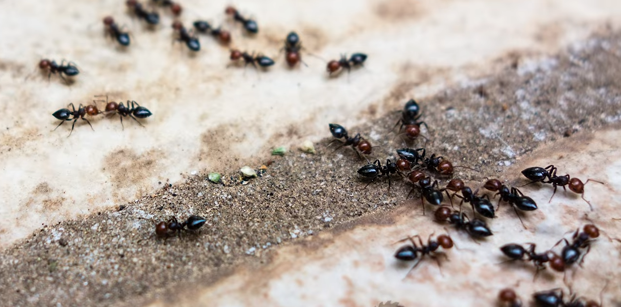 Pest Control Conroe, TX | Charlette's Web Pest Control 3 ants