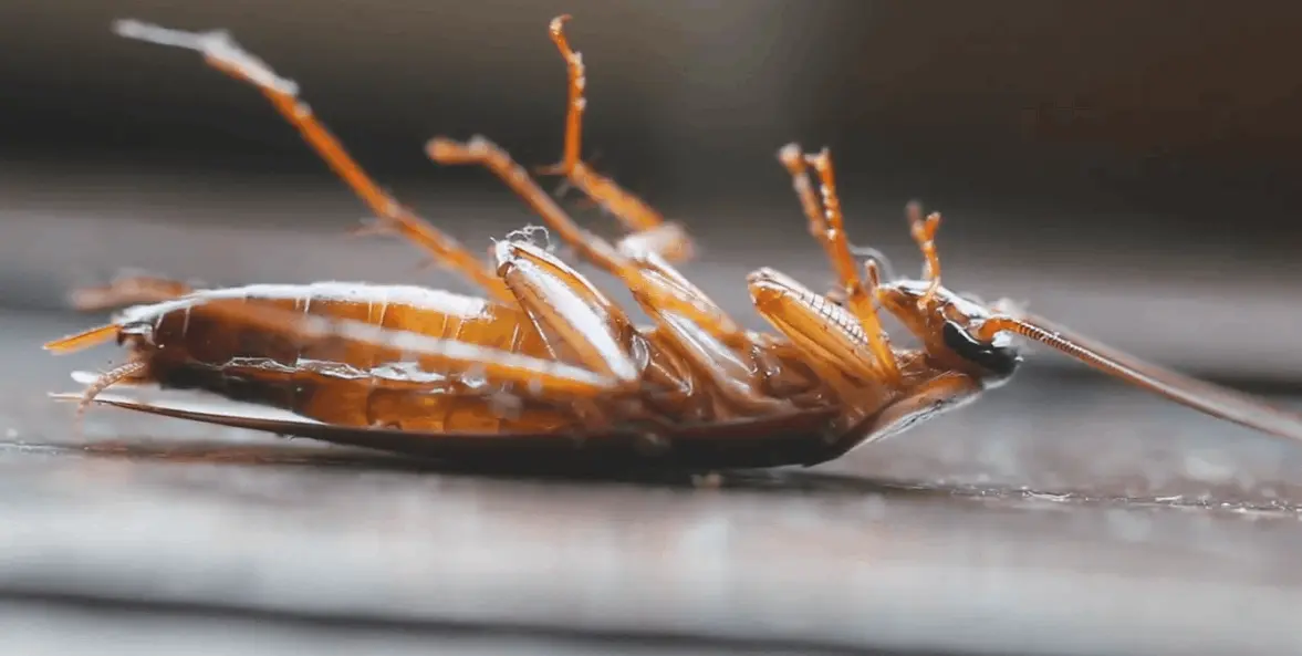 Pest Control Conroe, TX | Charlette's Web Pest Control 4 cockroack