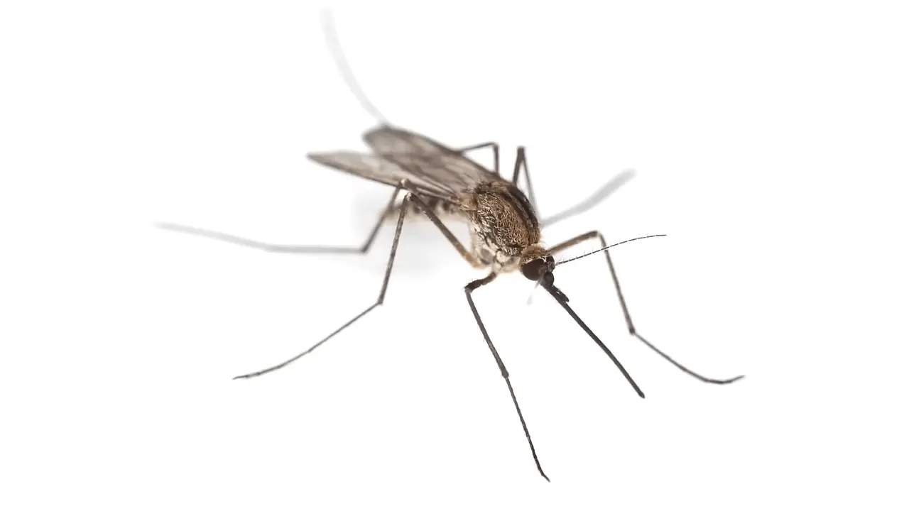 Pest Control Conroe, TX | Charlette's Web Pest Control 5 mosquito