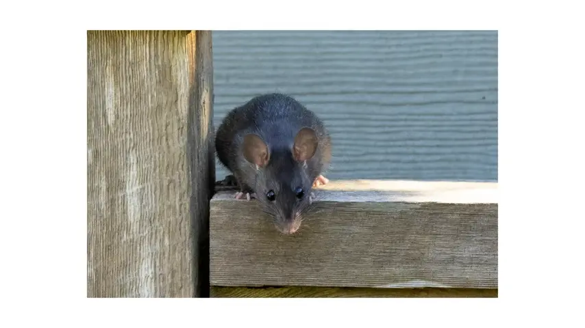 Pest Control Conroe, TX | Charlette's Web Pest Control 1 rats