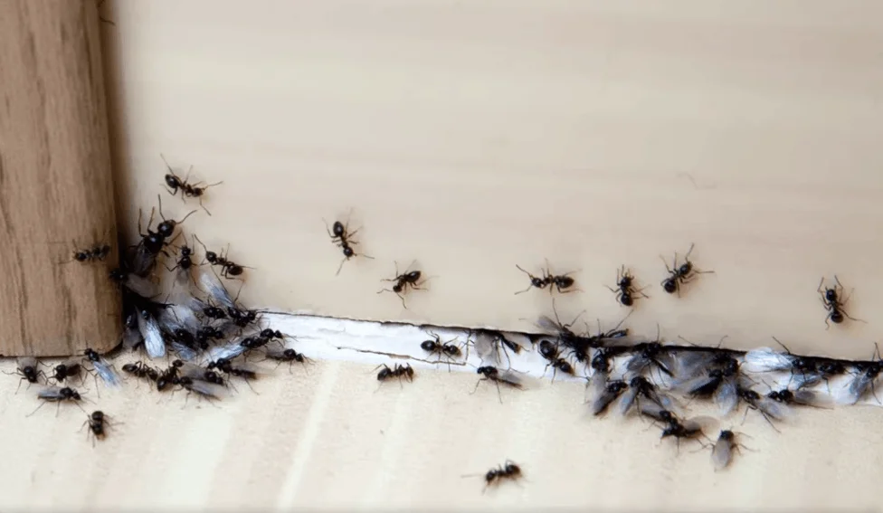 Signs You Have Ant Infestation