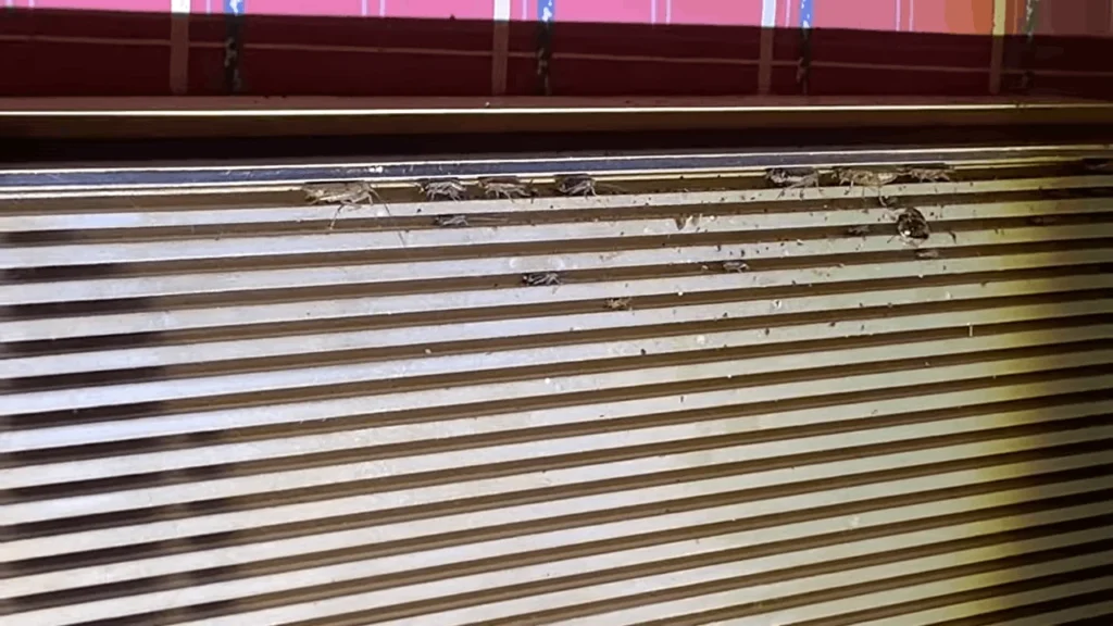 signs you cave a cockroach infestation