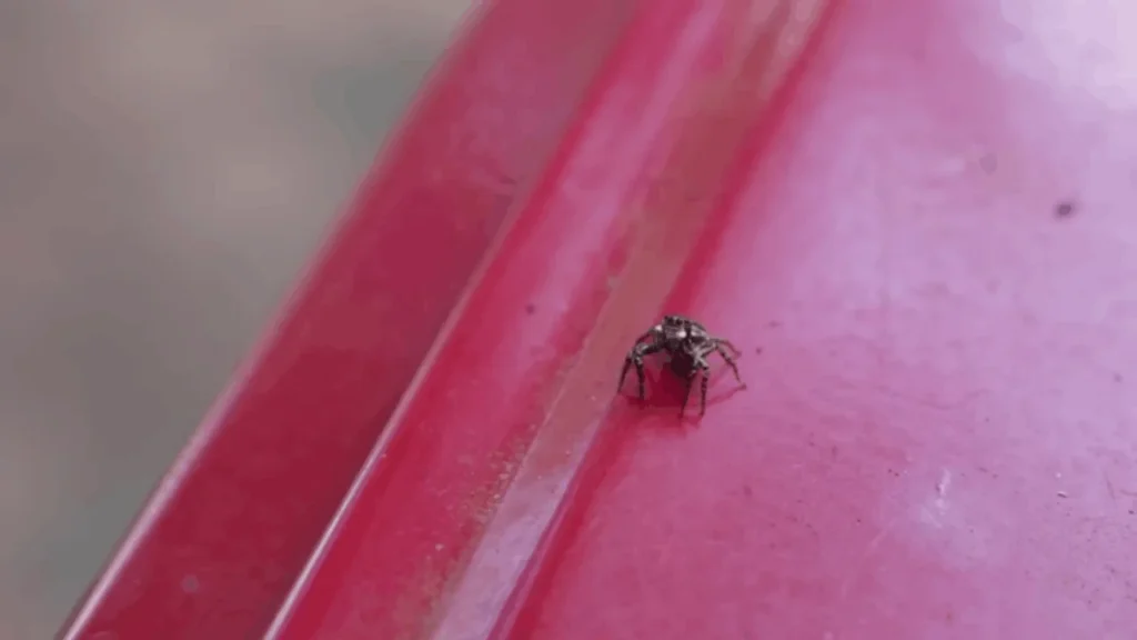 Signs You Have a Spider Infestation