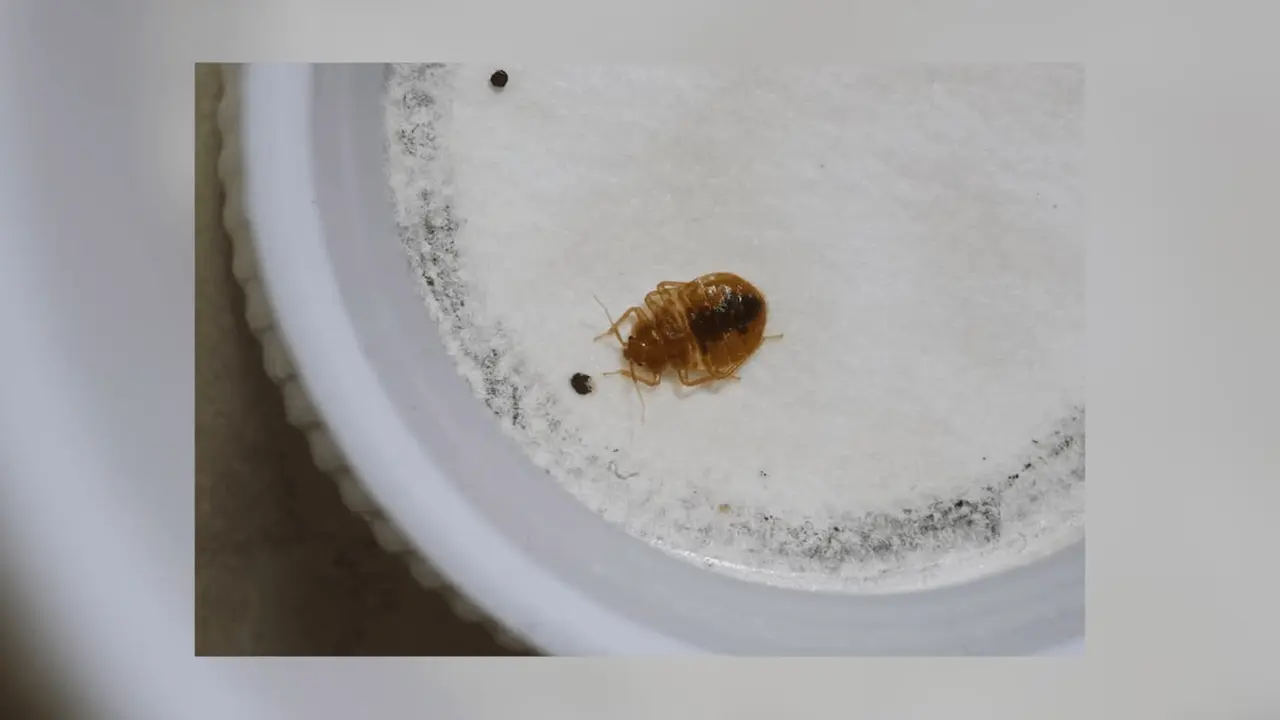 bed bug treatment